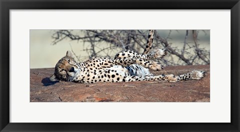 Framed Cheetah (Acinonyx jubatus) resting in a forest, Samburu National Park, Rift Valley Province, Kenya Print