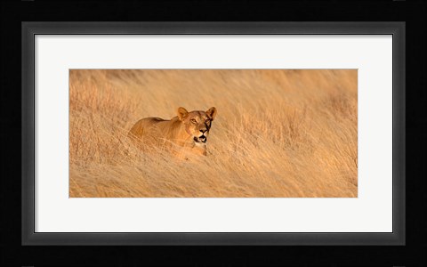 Framed Female lion (panthera leo) moving through tall grass, Masai Mara National Reserve, Kenya, Africa Print
