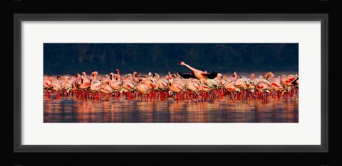 Framed Lesser flamingos in a lake, Lake Nakuru, Lake Nakuru National Park, Kenya Print