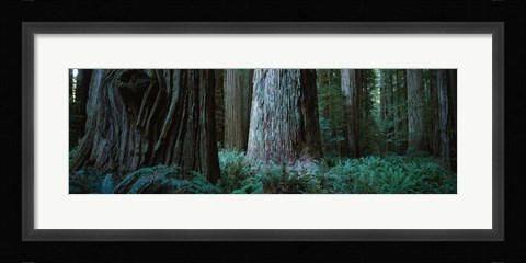 Framed Redwood Trees and Ferns, California Print