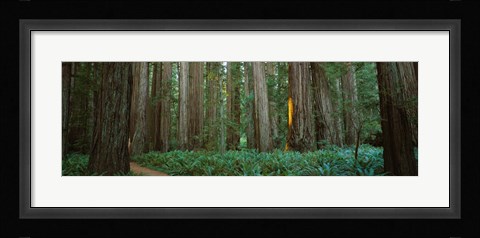 Framed Jedediah Smith Redwoods State Park, California Print
