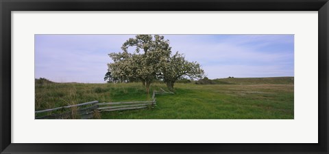 Framed Fence in a field, American Camp, San Juan Island National Historic Park, San Juan Island, San Juan County, Washington State, USA Print