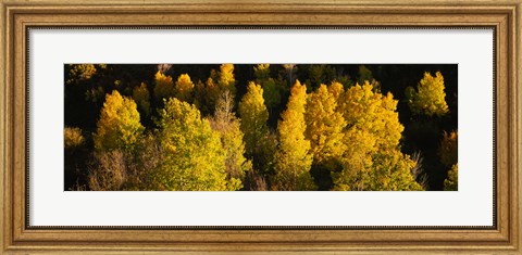Framed High angle view of Aspen trees in a forest, Telluride, San Miguel County, Colorado, USA Print