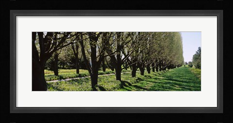 Framed Trees along a walkway in a botanical garden, Niagara Falls, Ontario, Canada Print