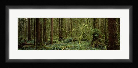 Framed Trees in a forest, Hoh Rainforest, Olympic Peninsula, Washington State, USA Print