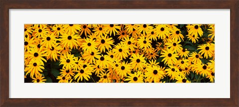 Framed Black-Eyed Susan flowers growing in a field Print