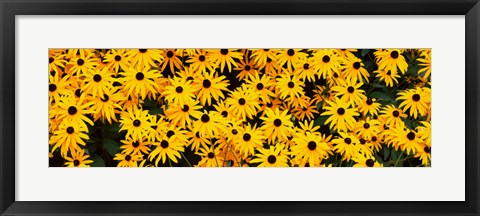 Framed Black-Eyed Susan flowers growing in a field Print