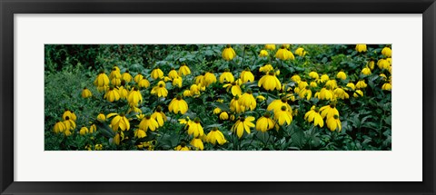 Framed Autumn Sun Coneflower (Rudbeckia nitida) growing in a field Print