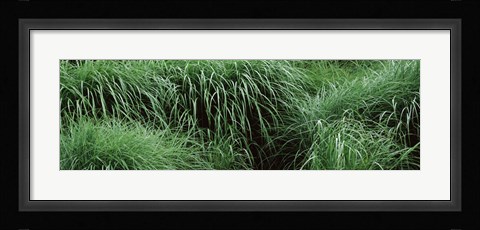 Framed Close-up of Fall-Blooming Reed Grass (Calamagrostis brachytricha) Print