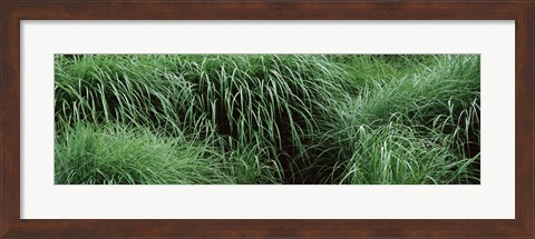 Framed Close-up of Fall-Blooming Reed Grass (Calamagrostis brachytricha) Print