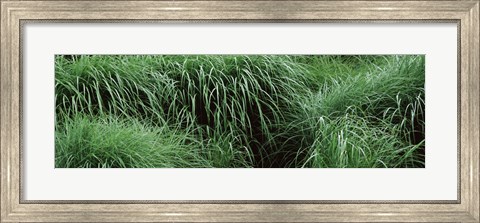 Framed Close-up of Fall-Blooming Reed Grass (Calamagrostis brachytricha) Print