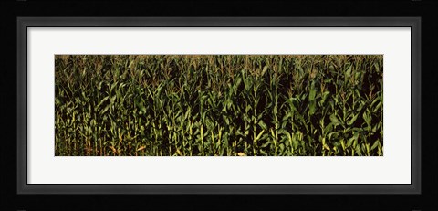 Framed Corn field, New York State Print