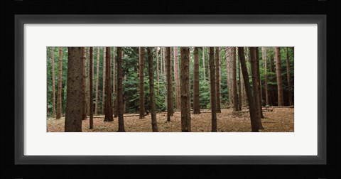 Framed Trees in a forest, New York City, New York State, USA Print