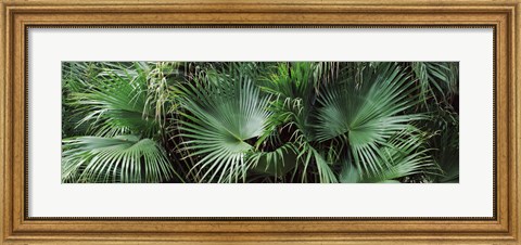 Framed Close-up of palm leaves, Joan M. Durante Park, Longboat Key, Florida, USA Print