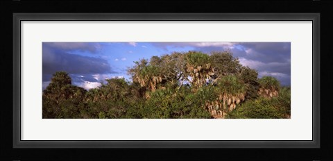 Framed Trees in a forest, Venice, Sarasota County, Florida, USA Print