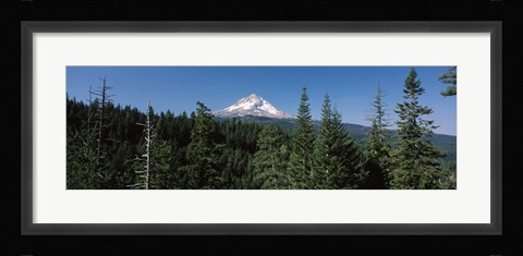 Framed Trees in a forest with mountain in the background, Mt Hood National Forest, Hood River County, Oregon, USA Print