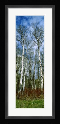 Framed Birch trees in a forest, US Glacier National Park, Montana, USA Print
