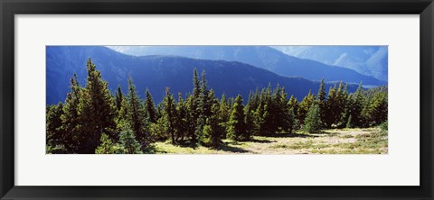 Framed Evergreen trees with mountains in background, Olympic Mountains, Olympic Peninsula, Washington State, USA Print