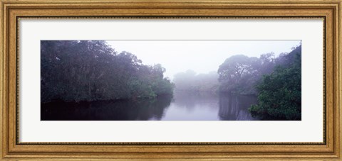 Framed Early morning fog on a creek, South Creek, Oscar Scherer State Park, Osprey, Sarasota County, Florida, USA Print