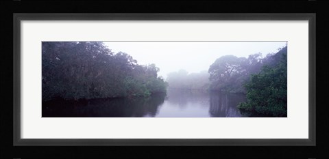 Framed Early morning fog on a creek, South Creek, Oscar Scherer State Park, Osprey, Sarasota County, Florida, USA Print