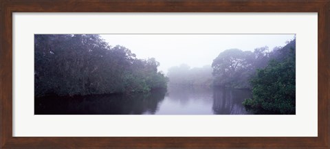Framed Early morning fog on a creek, South Creek, Oscar Scherer State Park, Osprey, Sarasota County, Florida, USA Print