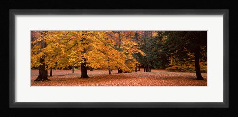 Framed Trees in a park, Chestnut Ridge County Park, Orchard Park, Erie County, New York State, USA Print