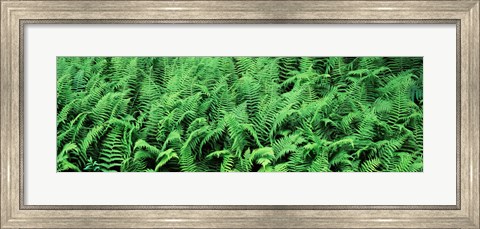 Framed Ferns in a forest, Adirondack Mountains, Old Forge, Herkimer County, New York State, USA Print