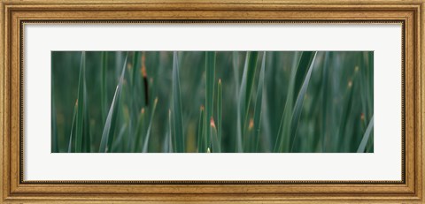 Framed Close-up of weeds Print