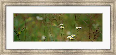 Framed Wildflowers in a field Print