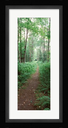 Framed Trail passing through a forest, Adirondack Mountains, Old Forge, Herkimer County, New York State, USA Print