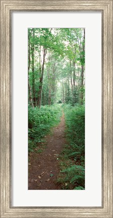 Framed Trail passing through a forest, Adirondack Mountains, Old Forge, Herkimer County, New York State, USA Print