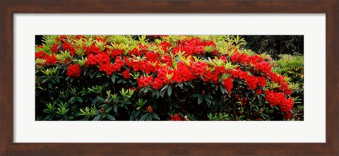 Framed Red Rhododendrons, Shore Acres State Park, Coos Bay, Oregon Print