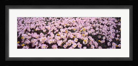 Framed Wildflowers Galveston TX USA Print