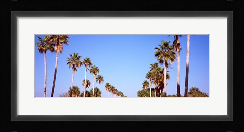 Framed Low angle view of palm trees, Fort De Soto Par, Gulf Coast, Florida, USA Print
