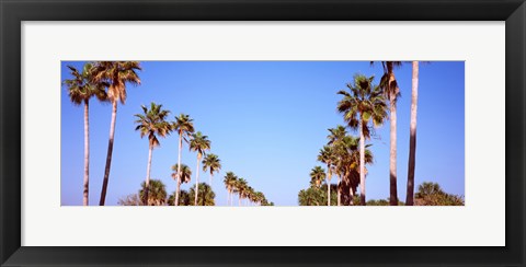 Framed Low angle view of palm trees, Fort De Soto Par, Gulf Coast, Florida, USA Print