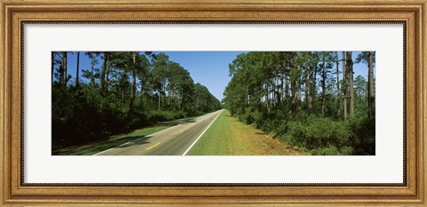 Framed Trees both sides of a road, Route 98, Apalachicola, Panhandle, Florida, USA Print
