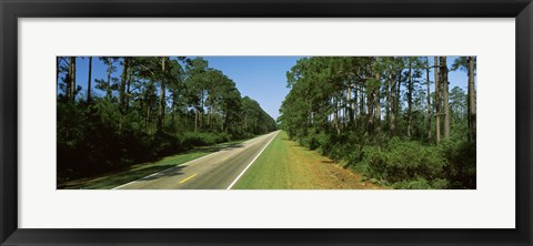 Framed Trees both sides of a road, Route 98, Apalachicola, Panhandle, Florida, USA Print