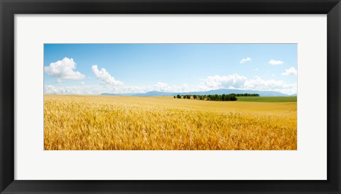 Framed Wheat field near D8, Brunet, Plateau de Valensole, Alpes-de-Haute-Provence, Provence-Alpes-Cote d&#39;Azur, France Print