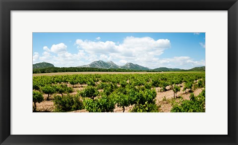 Framed Vineyard, Les Baux de Provence, Eyguieres, Bouches-du-Rhone, Provence-Alpes-Cote d'Azur, France Print