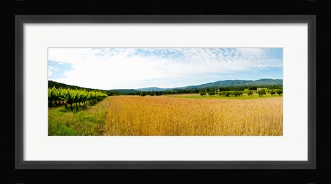 Framed Wheat field with vineyard along D135, Vaugines, Vaucluse, Provence-Alpes-Cote d'Azur, France Print