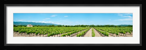 Framed Vineyard, Route d'Ansouis, Cucuron, Vaucluse, Provence-Alpes-Cote d'Azur, France Print