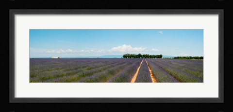 Framed Lavender fields, Route de Digne, Plateau de Valensole, Alpes-de-Haute-Provence, Provence-Alpes-Cote d'Azur, France Print