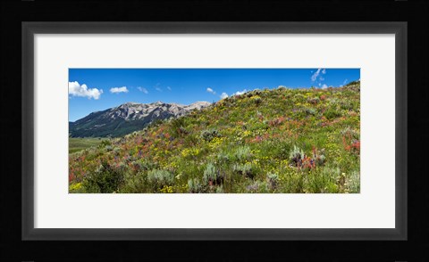 Framed Flowers and whetstone on hillside, Mt Vista, Colorado, USA Print