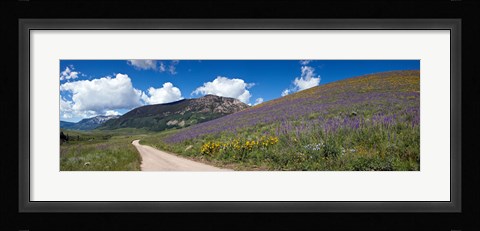 Framed Brush Creek Road and hillside of sunflowers and purple larkspur flowers, Colorado, USA Print