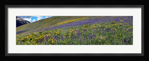 Framed Hillside with yellow sunflowers and purple larkspur, Crested Butte, Gunnison County, Colorado, USA Print