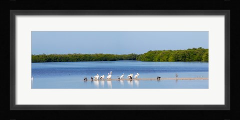 Framed White pelicans on Sanibel Island, Florida, USA Print