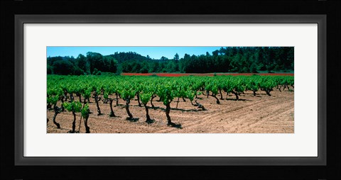 Framed Vineyards and red poppies in summer morning light, Provence-Alpes-Cote d'Azur, France Print