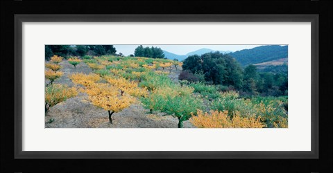 Framed Cherry trees in an orchard, Provence-Alpes-Cote d'Azur, France Print