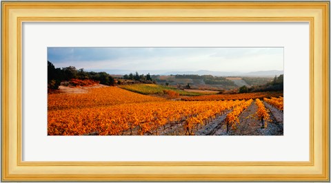 Framed Vineyards in the late afternoon autumn light, Provence-Alpes-Cote d&#39;Azur, France Print
