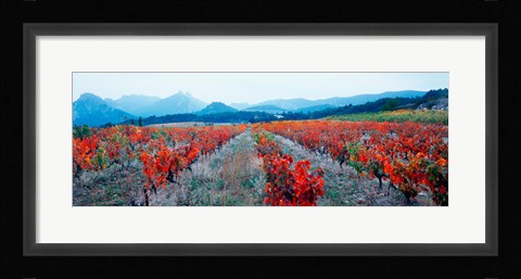 Framed Vineyards in autumn, Provence-Alpes-Cote d'Azur, France Print